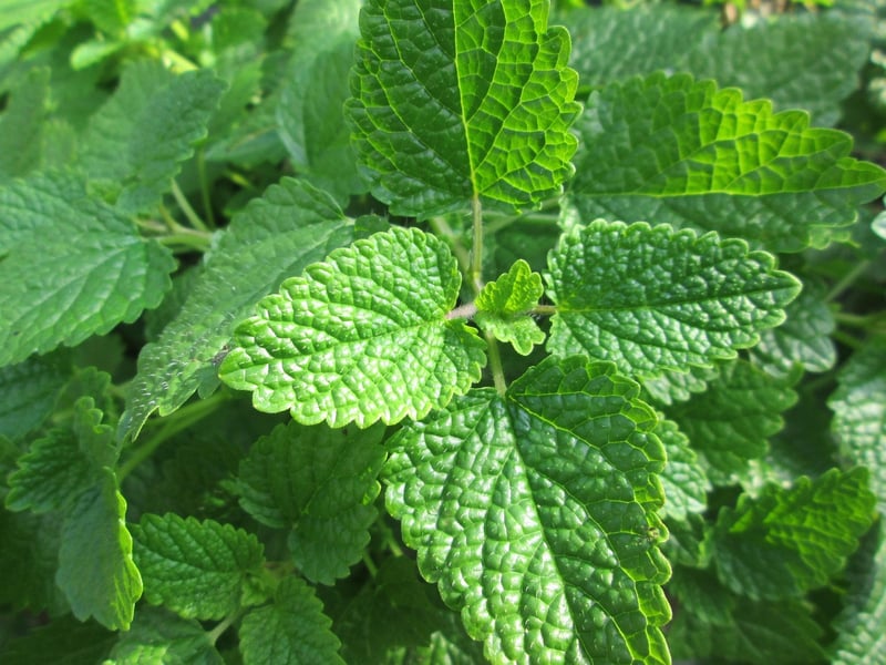 Herb Infusions